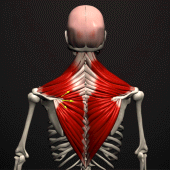 Anatomy by Muscle & Motion Apk