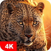 Animal Wallpapers 4K Apk