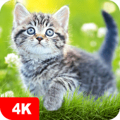 Cat Wallpapers & Cute Kittens Apk