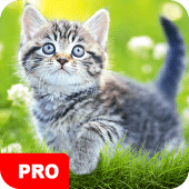 Cat Wallpapers PRO Apk