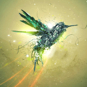 Bird Live Wallpaper Apk