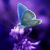 Butterflies Live Wallpaper Apk