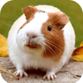 Guinea Pig Wallpaper Apk