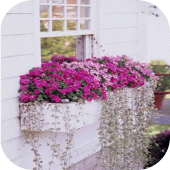 Window box Idea Apk