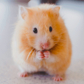 Hamster Wallpapers Apk