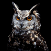 Owl Wallpapers: Night predator Apk