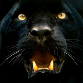 Panther Wallpapers Apk