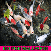 Koi Fish Wallpaper Apk