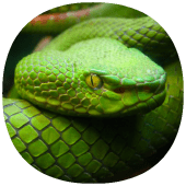 How to Own a Pet Snake Apk