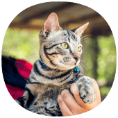 How to Train Your Cat Apk