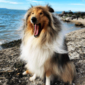 Collie Wallpapers Apk