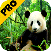 3D animals parallax PRO Apk