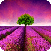 Lavander Field Live Wallpaper Apk