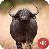 Buffalo Sounds Apk