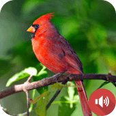 Cardinal Bird Sounds Apk