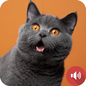 Cat Sounds Apk