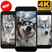 Alaskan Malamute Wallpaper HD 4K Background Apk