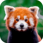 Red Panda Wallpaper Apk