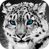 Snow Leopard Wallpaper HD : backgrounds & themes Apk