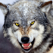 Wolf Wallpapers Apk