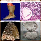 Practical Pathology Apk