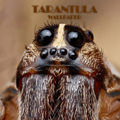 Tarantula Spider Animal Wallpaper Apk