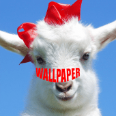 Pygmy Goat Wallpapers Apk