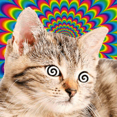 Cat Hypnotizer Apk