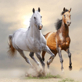 Horse Wallpaper HD Apk