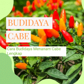 Cara Budidaya Menanam Cabe Apk