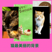 良好的猫背景 Apk