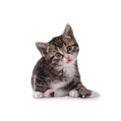 StickersCats - WAStickerApps Apk