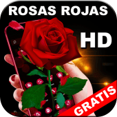 Rosas Rojas Bonitas y Naturales en HD Gratis Apk