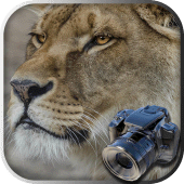 Hidden Animals: Photo Hunt Apk