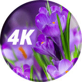 Flowers Wallpapers in 4K Apk