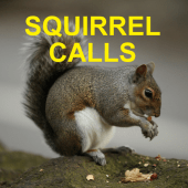 Squirrel Hunting Calls Apk