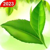 Green Leaf Live Wallpaper HD Apk