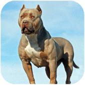 Pitbull Dog Simulator Apk