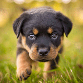 Rottweiler Dog Simulator Apk