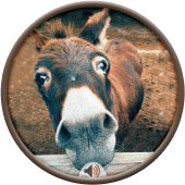 Donkey Sounds Apk