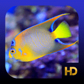 Peaceful Aquarium HD Apk