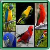 Aves Do Brasil Apk