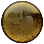 Animal Husbandry Tips Apk