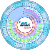 Pregnancy Weeks Calculator Apk