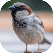 Sparrow Images Apk