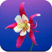 Flowers Wallpaper 4K Apk