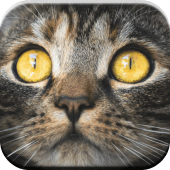 Kitty Cat Games For Kids Free ? meow boys & girls Apk