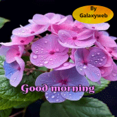 Good Morning Image Wishes 2024 Apk