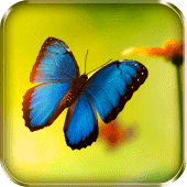 Butterflies Live Wallpaper Apk