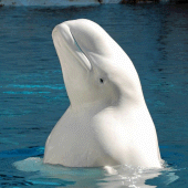 Beluga Whale Sounds Apk